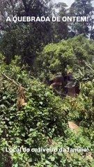 Luciana Curtis Profile