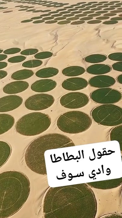 حقول البطاطا الدائرية من واد سوف.