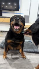 Bernese Mountain Dog annoys her Rottweiler sister until she plays with her!