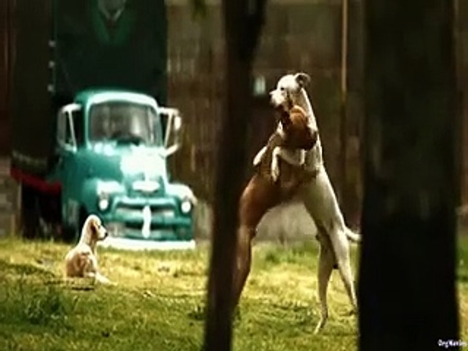 Sniper Killing Drug Mafia Action Hollywood Movie