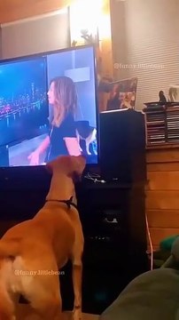 Funny animal videos 😹🤣 #funnyanimals #pet #cat #dog #cute #animals