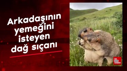 Arkadaşının yemeğini isteyen dağ sıçanı