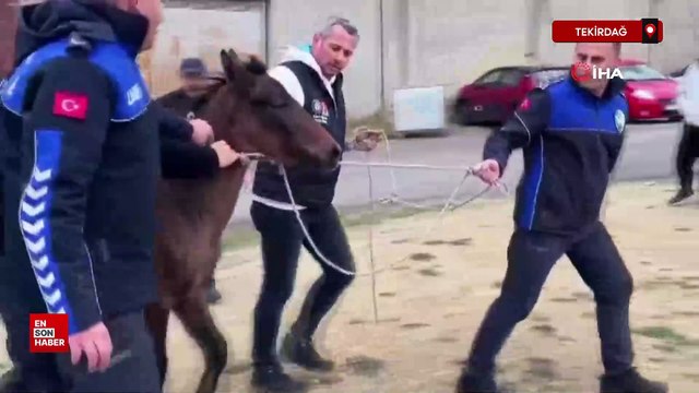 Tekirdağ'da zabıtadan nefes kesen at yakalama operasyonu