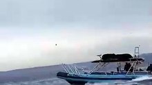 Estampida de delfines en California
