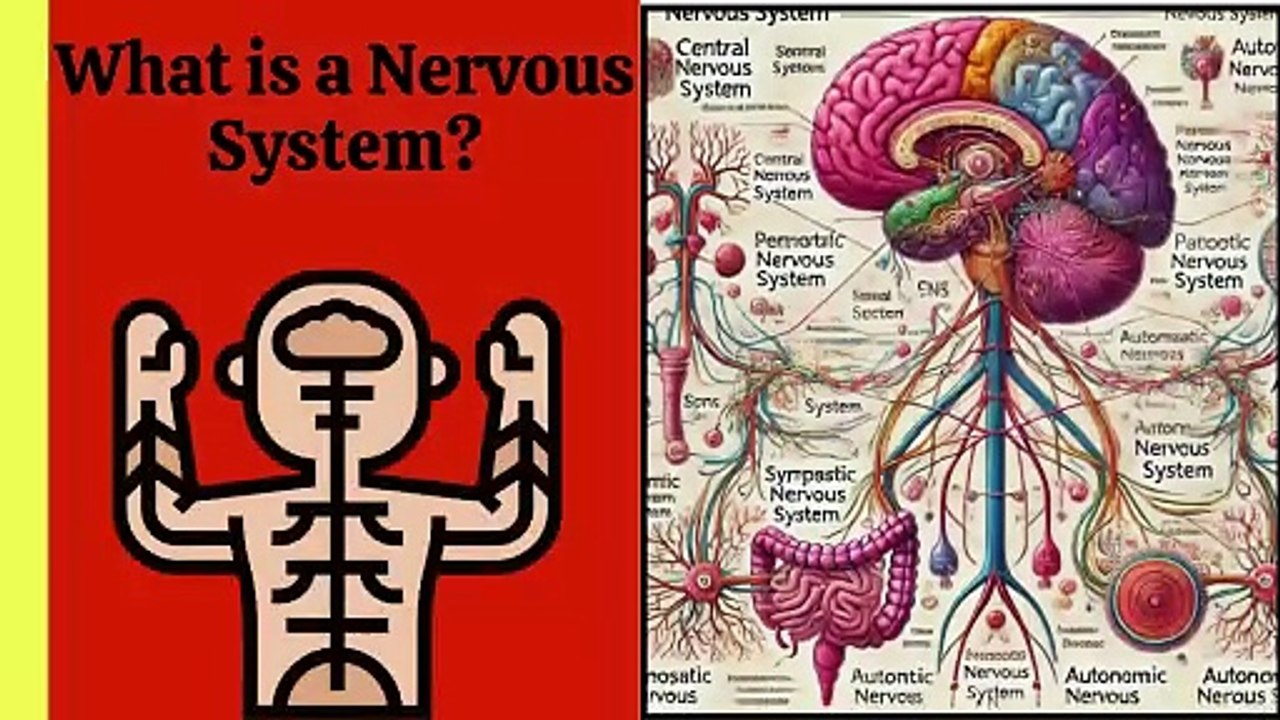 Types of Nervous System Explained | Central, Peripheral, Autonomic | Novice Medic