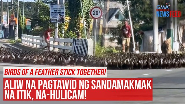 Aliw na pagtawid ng sandamakmak na itik, na-hulicam! | GMA Integrated Newsfeed