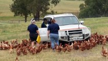 Finniss chicken farm changing lives for people living with disability in SA