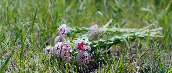 Đấu La Đại Lục - Nhiên Hồn Chiến Tập 8 Thuyết Minh