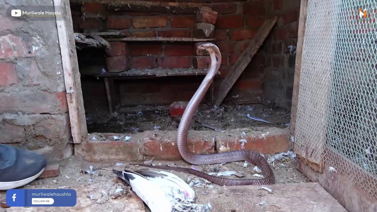 A scary scene caught on camera, a poisonous cobra tried to swallow so many precious bezubaans alive..🤔😱