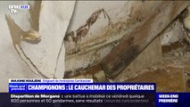 La mérule, ce champignon qui détruit les maisons et provoque le cauchemar des propriétaires