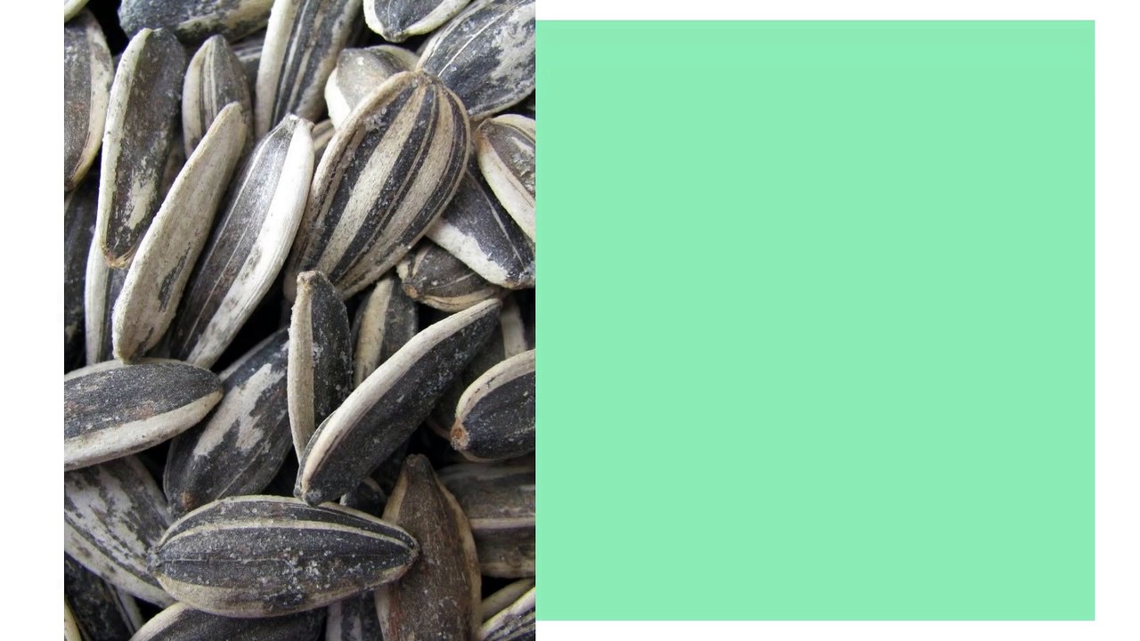 Buy Organic Sunflower Seeds Online from Nutra Bharat