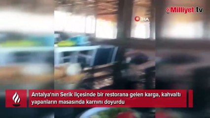 Restorana gelen karga kahvaltıya eşlik etti