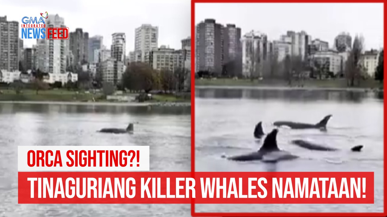 ORCA SIGHTING?! Tinaguriang killer whales namataan! | GMA Integrated Newsfeed