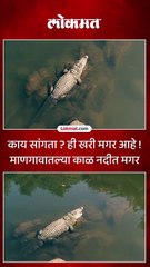 काय सांगता ही खरी मगर आहे माणगावातल्या काळ नदीत मगर