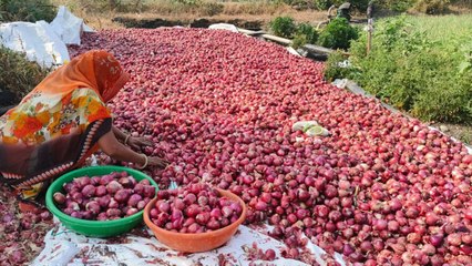 अब प्याज भी भर रहा किसानों की झोली