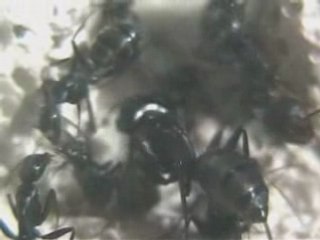 Camponotus vagus