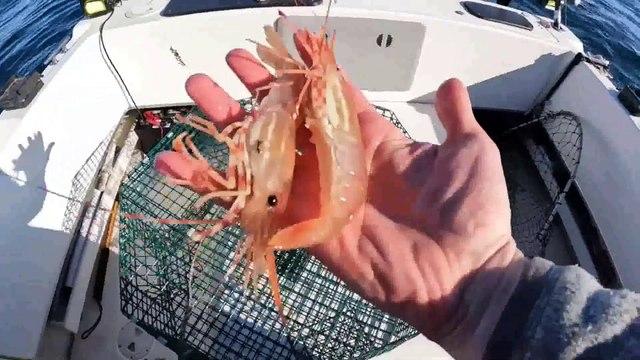 3 Days Camping in Alaska & Eating What We Catch - Shrimp, Rock Fishing and Halibut Catch & Cook