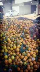 أطنان من فاكهة البرتقال ترمى ...لماذا !؟