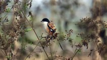 Beautiful Wildlife Scene with Perched Bird | #Devgadani