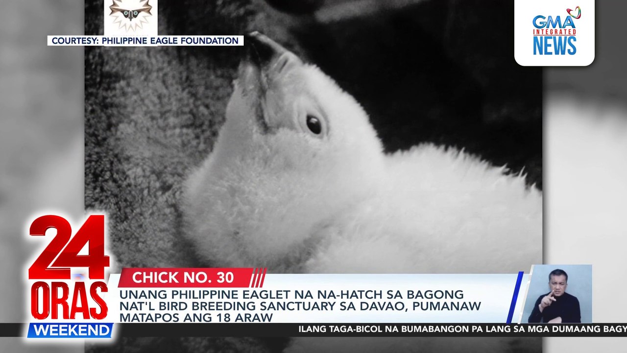 Unang Philippine eaglet na na-hatch sa bagong Nat'l Bird Breeding Sanctuary sa Davao, pumanaw matapos ang 18 araw | 24 Oras Weekend