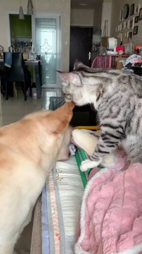 That's awesome! Writing short stories about cat fights sounds like a fun way to explore drama, rivalry, and action. If you're open to it, I'd love to hear more about them! What are the stories about? Are they more dramatic, action-packed, or maybe filled