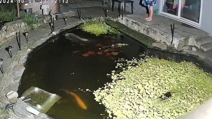 Fish-eating otters are terrorizing our neighbourhood