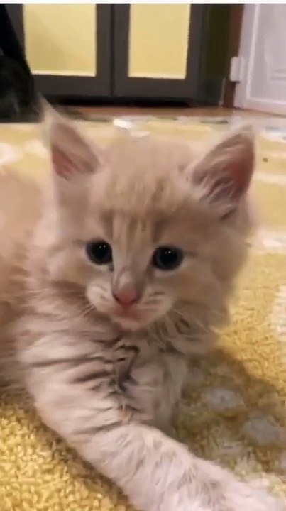 Kucing Lucu Part5