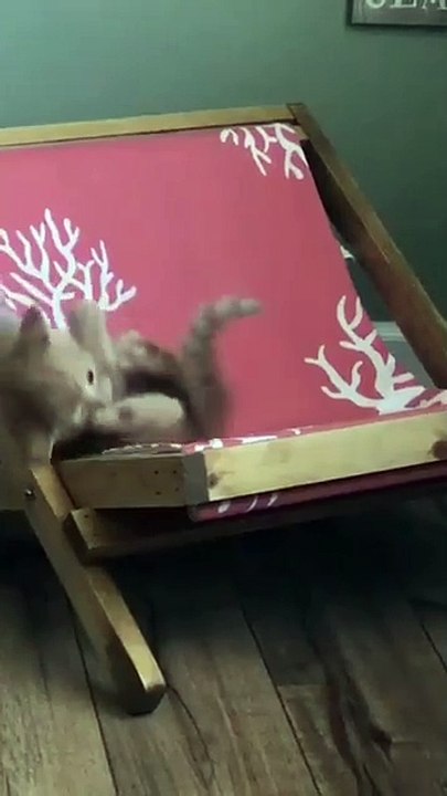Kucing Lucu Part6