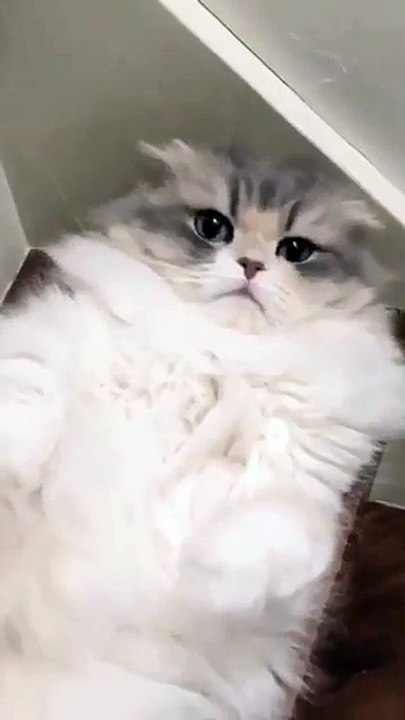 Kucing Lucu Part8