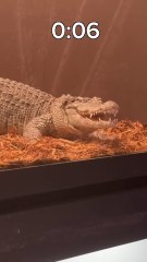 Spot The Fake Animal For $10,000 #mrbeast