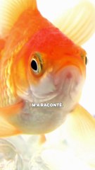 Comment les saumons retournent-ils à leur rivière natale ?