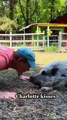 Man is kissing pet pigs and giving them some attention!