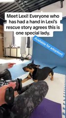Adoptable dog gets a photoshoot to help find her forever home!