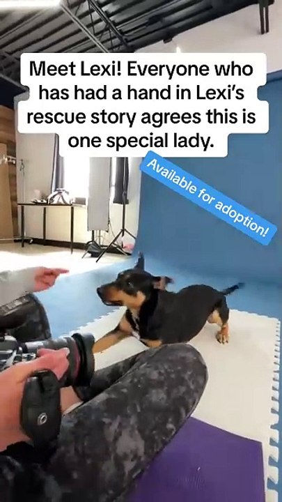 Adoptable dog gets a photoshoot to help find her forever home!