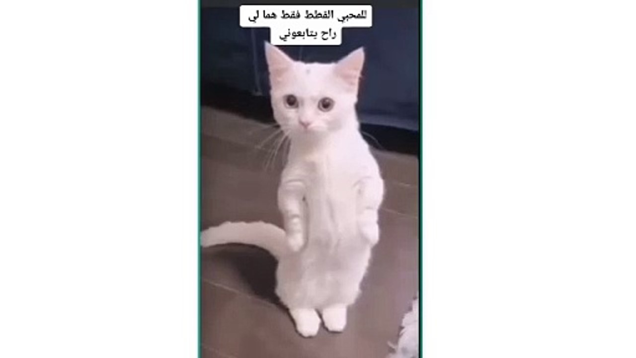 cat fainy