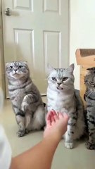 Cats videos|funny cats||pats 🐈 CatsLover