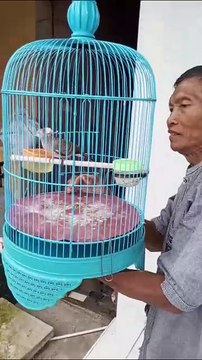Burung perkutut langka
