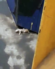 Enormous rats in the NY Subway 2024