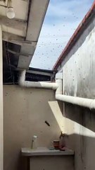 Enjambre de abejas atemoriza a vecinos de la zona de La Cuchilla, en Santa Cruz