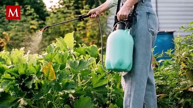 Estas son algunas plantas que ayudan a mantener controladas plagas como cucarachas y chinches