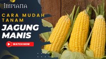 Cara Mudah Tanam Jagung Manis