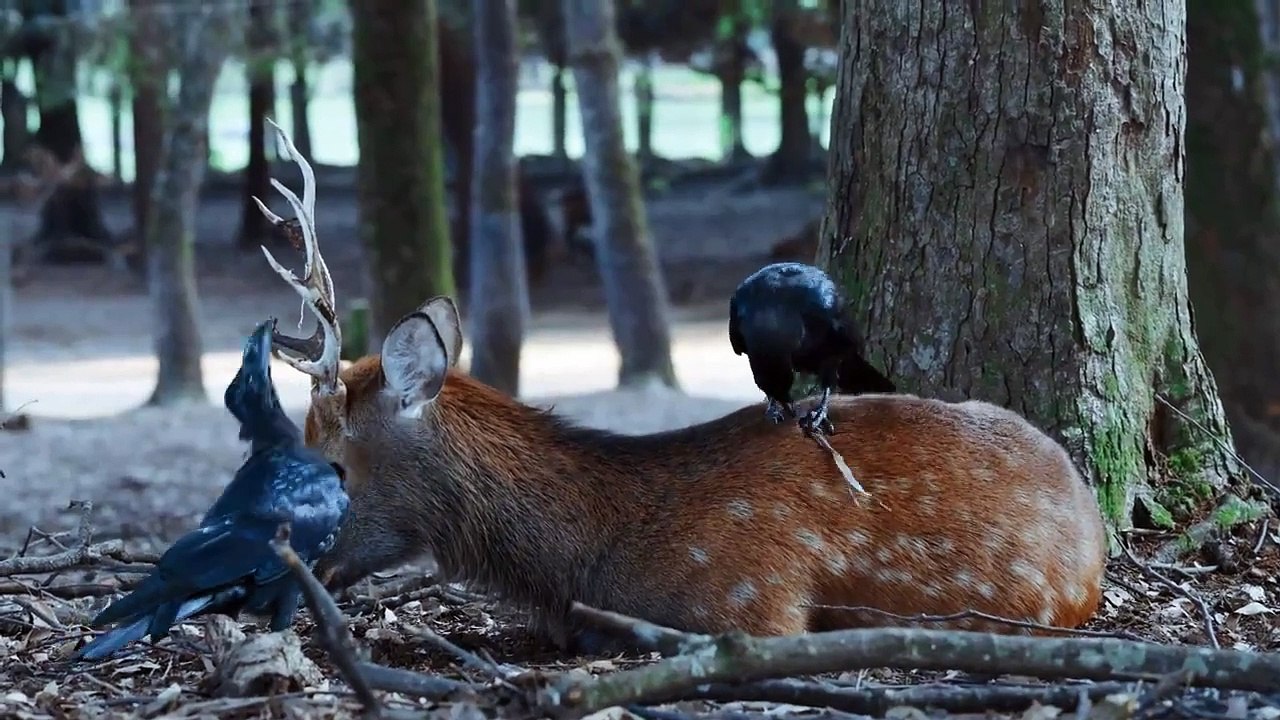 crow and deer
