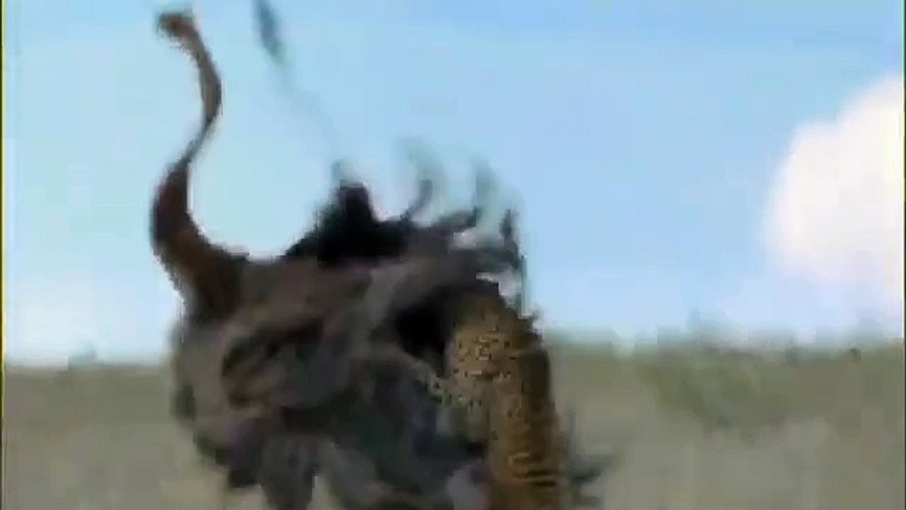 Even the fastest bird cannot avoid a cheetah attack.