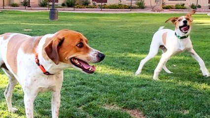 Shelter Pup Looked Identical To Her Own Dog