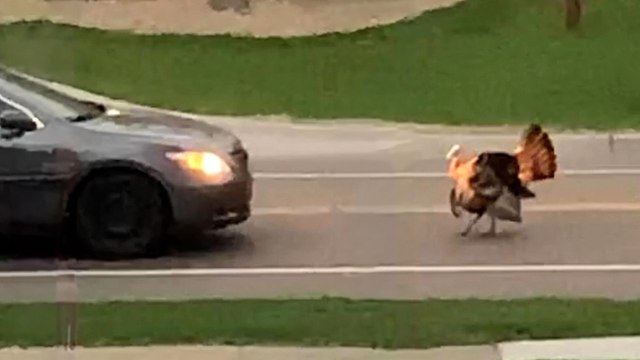 Wild Turkey Hates Cars