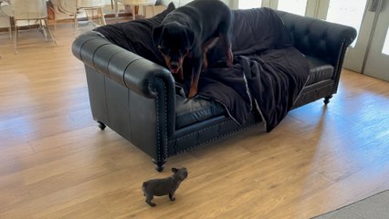 Rottweiler Is Terrified Of His Little Sister