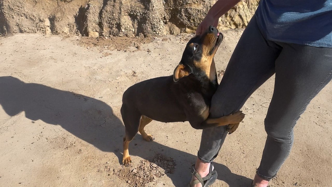 Pack Of Wild Dogs Begs To Be Rescued