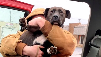 He Rescues Every Stray He Sees