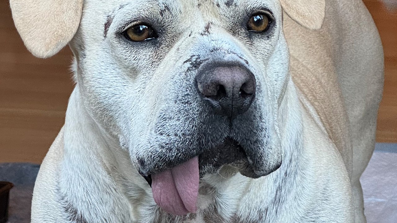 Nobody Wanted This Dog Because Of How He Looked