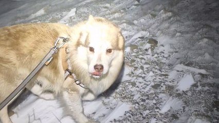Woman And Dog Go For Walks In The North Pole